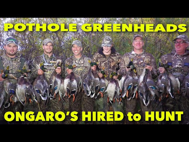 Hired to Hunt Season 7 #10: POTHOLE GREENHEADS ... Duck and Goose Hunting. Limit Hunts in Alberta