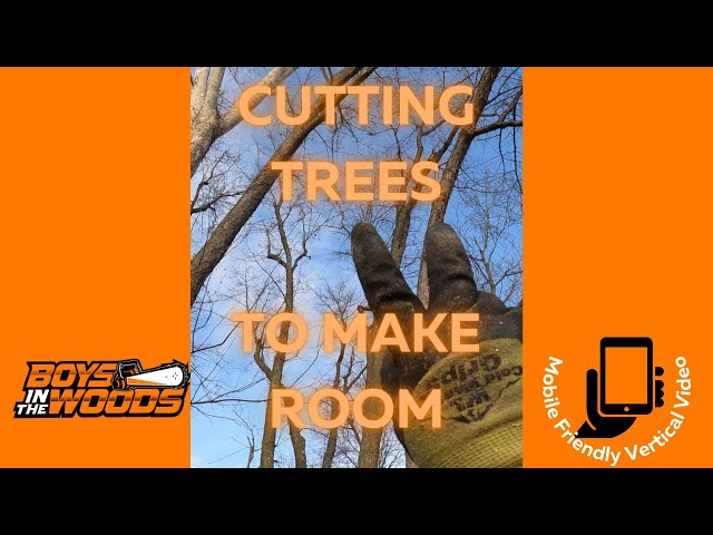 Cutting smaller trees out of the way for a sycamore to fall using a #husqvarna 395 (unedited)