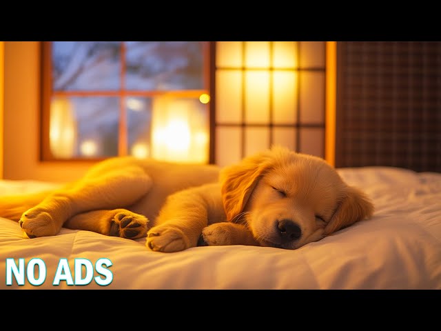 12 Hours of Relaxing and Soothing Music for Dogs♬🐾Stress Reduction Music for Dogs