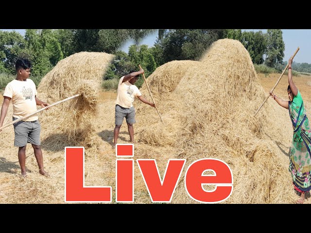 Village Daily working live