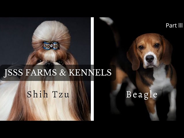 Every Dog Breed Explained (Part 3)| JSSS Farms & Kennels