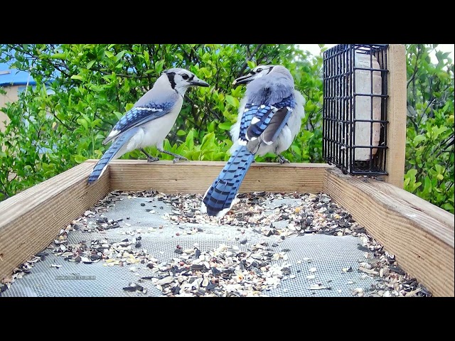 Blue Jays 4k Up-Close @ #Bird Feeder