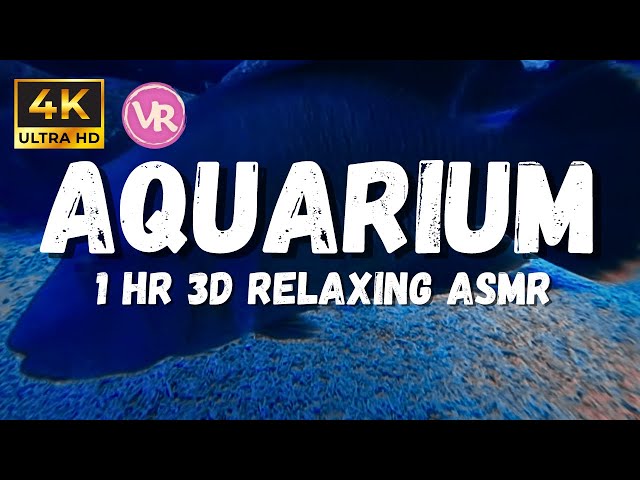 4k Aquarium ambience in 3d 180 VR, Underwater asmr, bubbling aquarium ambience