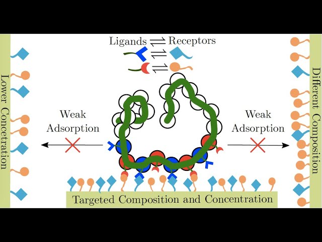 Tine Curk: Collective effects in super-selective targeting of cell membranes