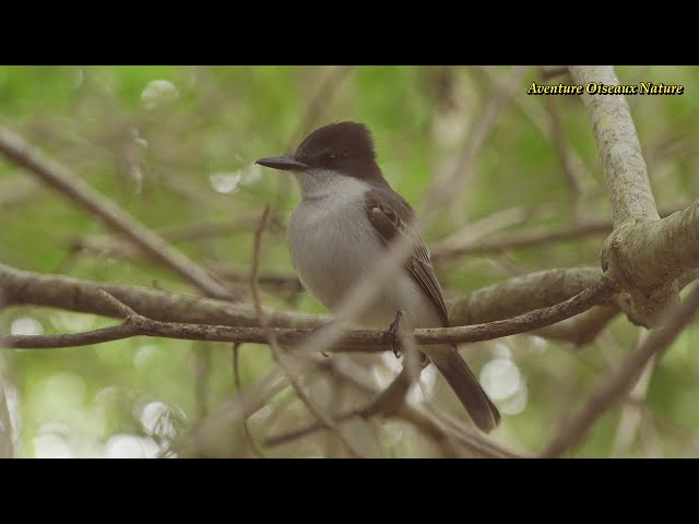 LOGGERHEAD KINGBIRD and CUBAN EMERALD Hummingbird (both endemic to Cuba) Adventure Birds Nature