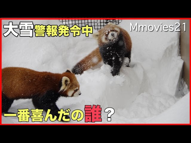 札幌に大雪警報！円山動物園のどうぶつたちの反応