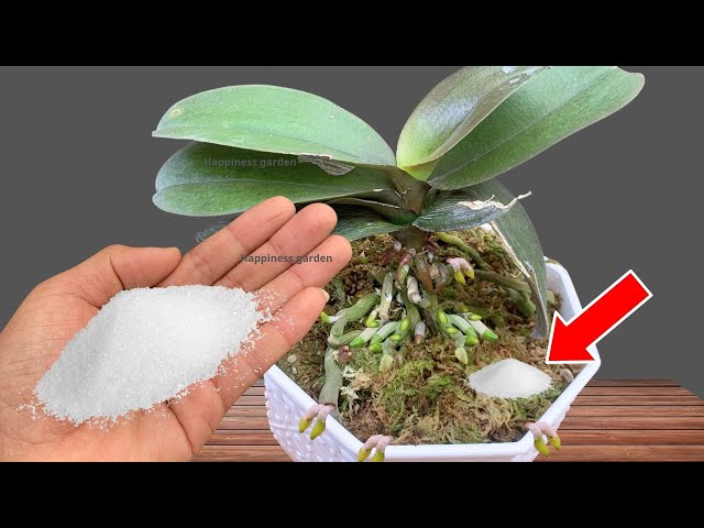 Sprinkle 1 teaspoon! Suddenly the orchid grew 1001 roots and bloomed super flowers