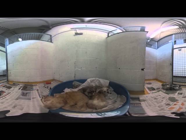 360 Video: Puppies seized at Dublin Port