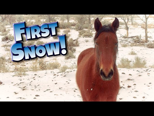 Wild Horses Grazing after Our First Winter Snow - RELAX & ENJOY!