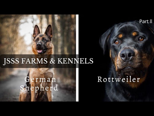 Every Dog Breed Explained (Part 2)| JSSS Farms & Kennels