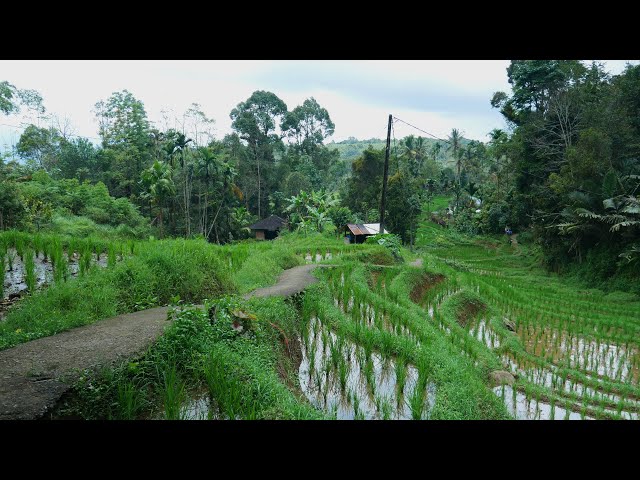 TUNGGUA BANIO BATEH RIMBANG VILLAGE | Beautiful Village UP on a Hill | Palupuh, West Sumatra