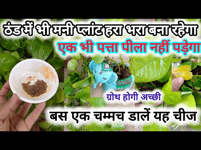 money plant winter care tips #gardening#moneyplant #gardeningtips #garden #youtube #plants #viral