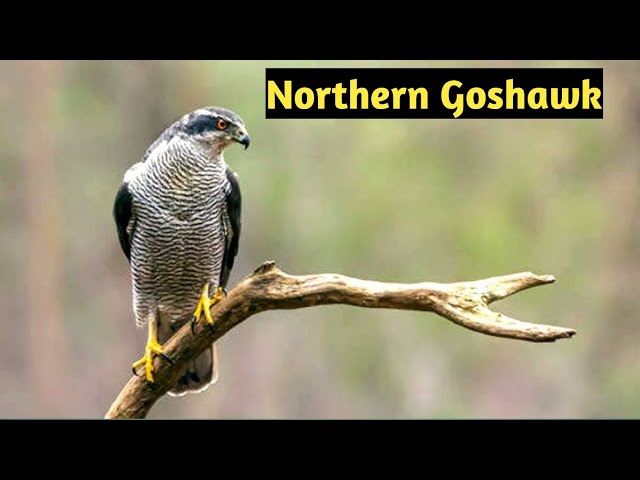 Northern Goshawk #birds #shorts #shortvideo #nature #youtubeshorts #youtube #youtube