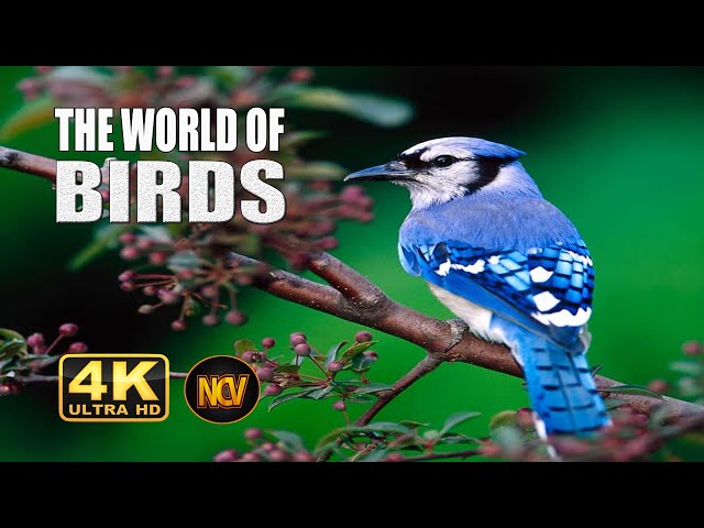 Wild Birds Special Collection 8K VIDEO ULTRA HD HDR 60FPS  || Amazing Birds 4K Video ||  NCV || #8