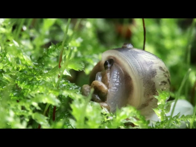 Grove snail snail defecates after hibernation.