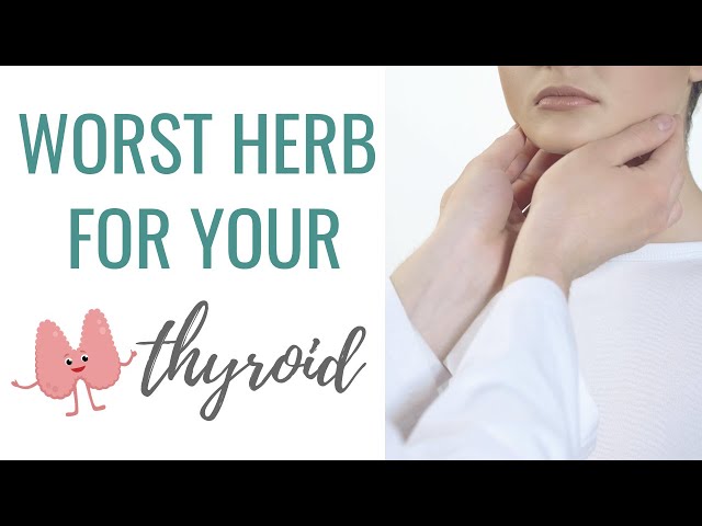 AVOID this HERB If You Have Hashimotos Thyroiditis | How to Heal Hashimotos Thryoiditis Naturally