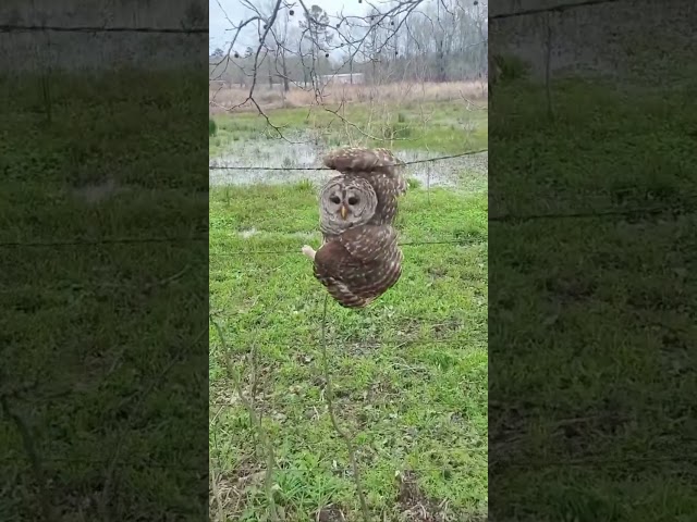 Helpless Owl Found Trapped, Torn, and Freezing For DAYS With His Wing Tangled In Wire[STORY BELOW]