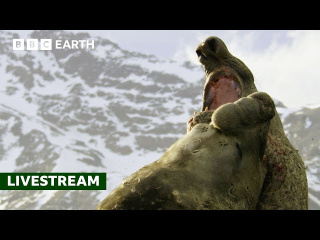 🔴 LIVE: 50 of the Greatest Fights in the Animal Kingdom | BBC Earth