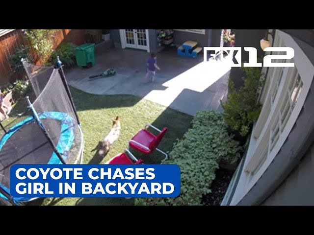 Video shows coyote chasing little girl through Portland backyard