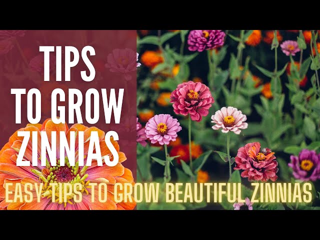 5 Tips To Grow AMAZING Zinnias 🌸🌸🌸 || How To Grow Zinnias || Cut Flower Garden