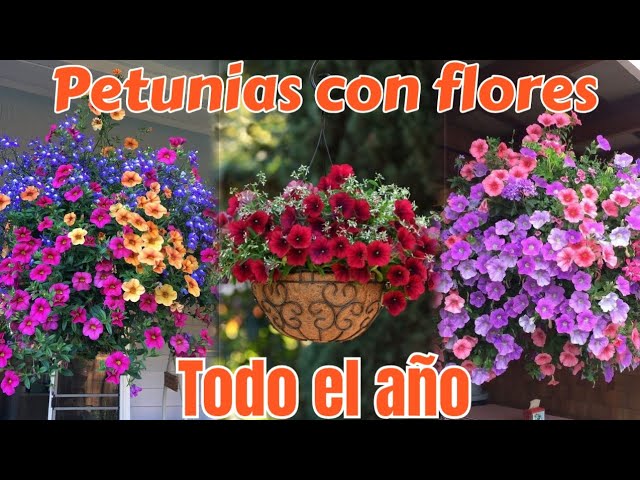 Petunias: Cuidados y secretos para una floración espectacular 🌸