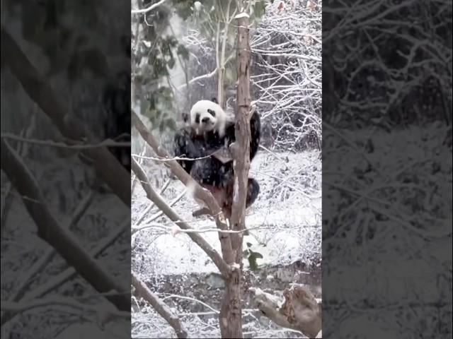 ❄️Adorable Xiao Qi Ji Playful Antics!!🩵🧸👑🩵❄️😂🤣