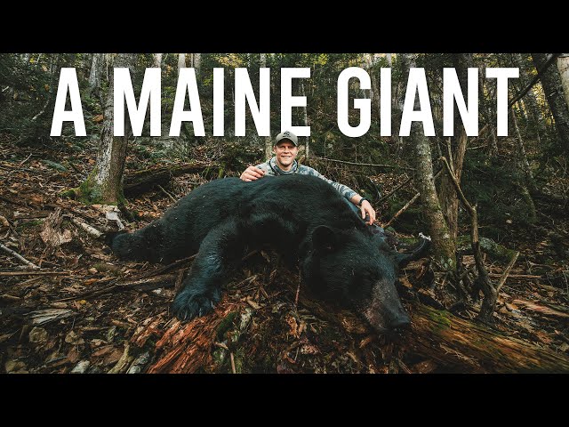 MONSTER Maine Black Bear Hunt!