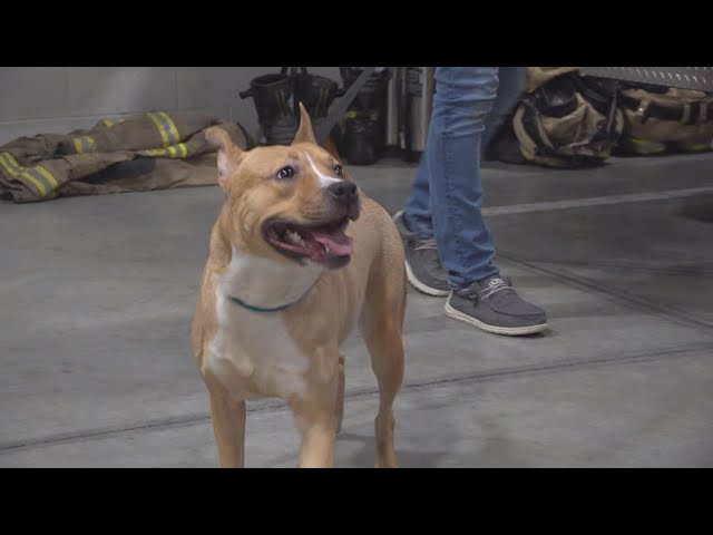 Stray Pitbull adopted by firefighter after being found during Harrisburg fire