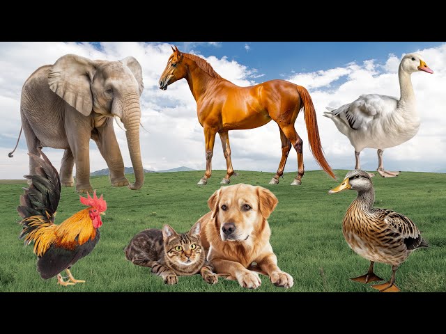 Farm Animal Moments: Dog, Elephant, Horse, Cat, Duck, Chicken - Animal Paradise