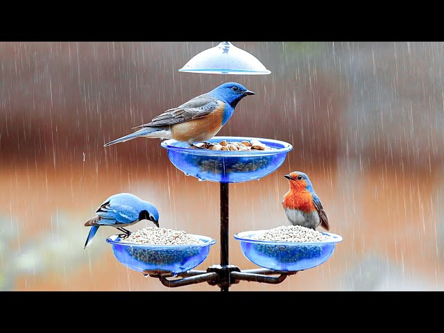 Melodies of nature 🍃 Soft music helps to free the mind with The Sounds of Birds and Rain 🕊️