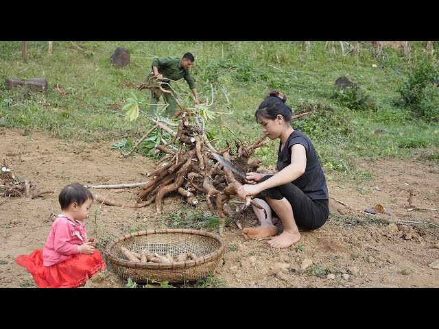 Gardening, Harvesting Cassava, Cooking Cassava Sticky Rice | EP. 12