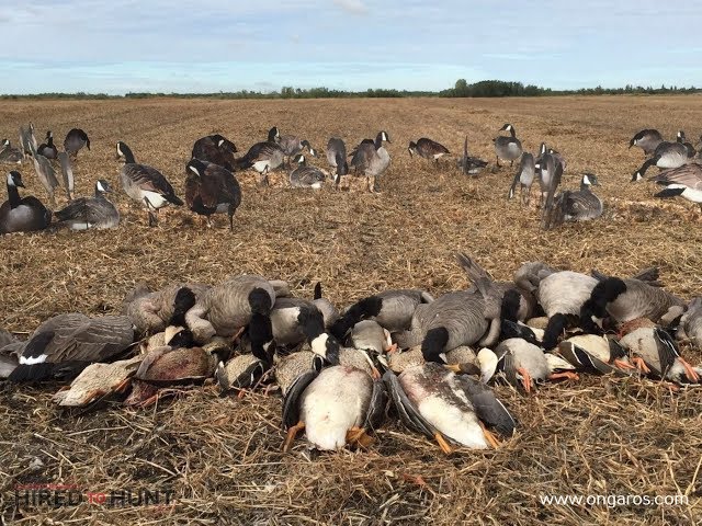 Hired to Hunt Season 3 #6:  Start Your Engines! Duck and Goose Hunting.  Limit hunts in Alberta