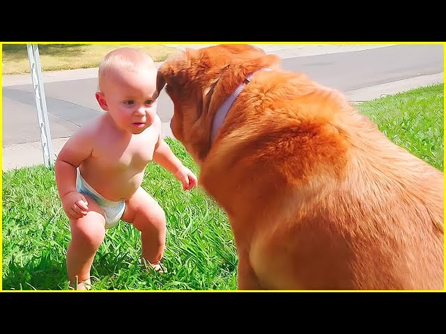 Best video of Cute Babies and Pets - Funny Baby and Pet