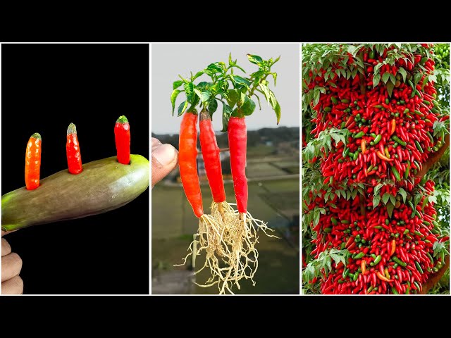 Simple method propagate chili tree with brinjal fruit || how to grow chili tree