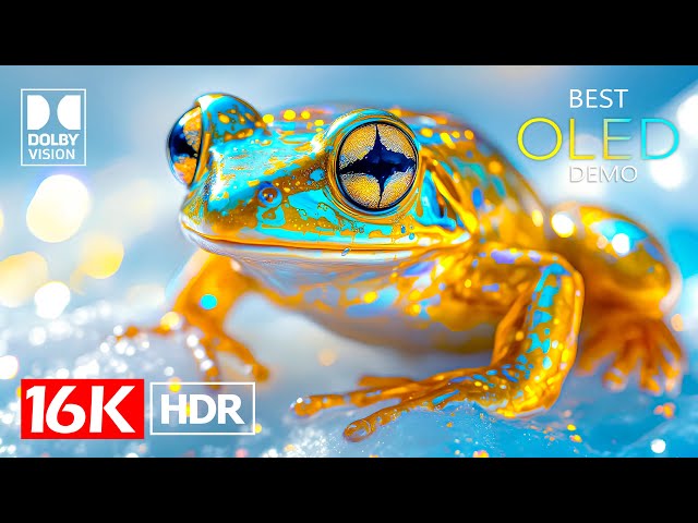 Unbelievable Dolby Vision HDR 16K Video ULTRA HD 240 FPS