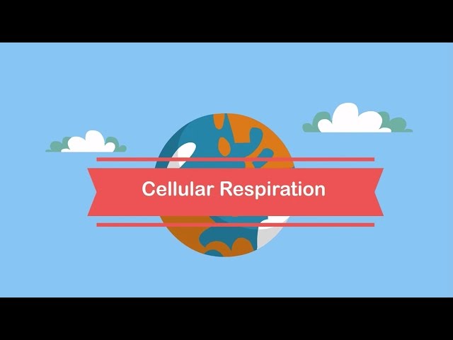 Cellular respiration steps