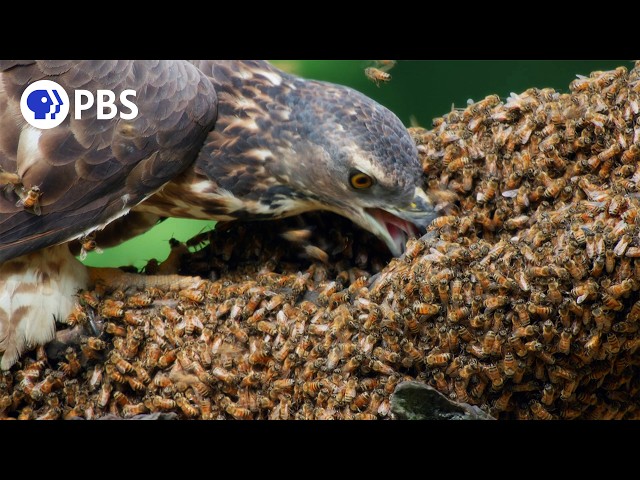 Honey Buzzards Feast on Deadly Hornets