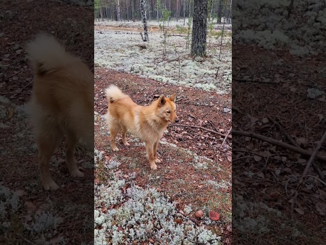 Capercaillie hunting/Охота на глухаря #capercaillie #hunting #suomenpystykorva #finnishspitz #лайка