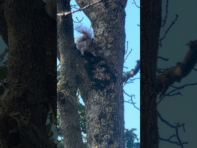 Here it is the very strange noise was a ? #nature #woods #farming