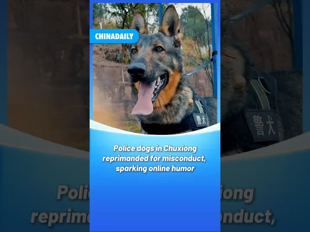 Police dogs in Chuxiong reprimanded for misconduct, sparking online humor