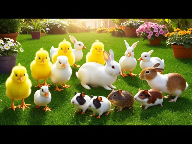 Catch cute chickens, colorful chickens, rainbow chickens, rabbits, cute cats, ducks, guinea pigs