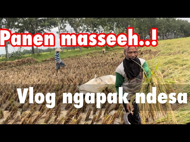 Masa panen padi | vlog ngapak