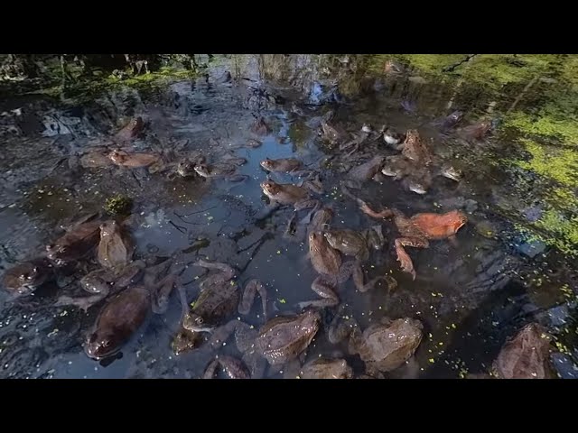 VR 360 the European Common Frog spring dance (part 1)