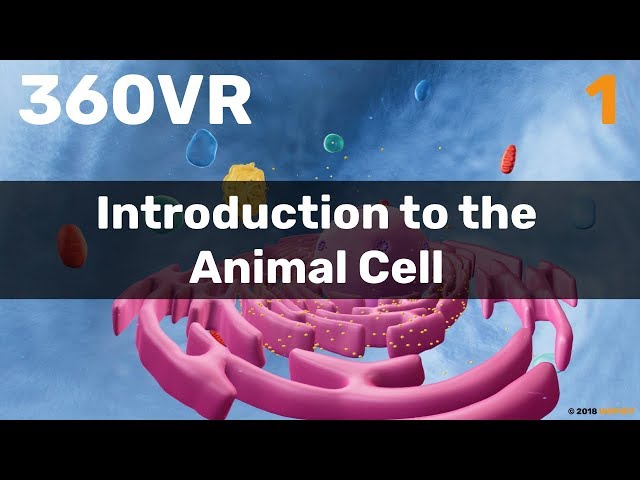 Chapter 1: Introduction to the Animal Cell