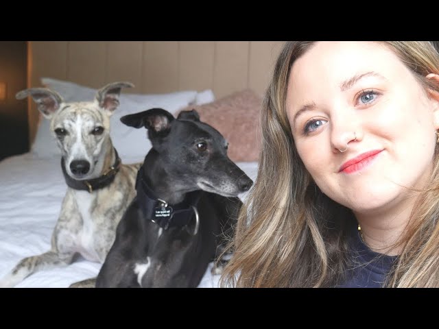 Thinking of getting a second dog? || Our experience with two whippets