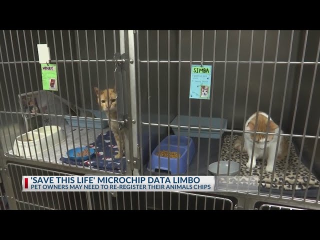 How to check if your pet is affected after Texas-based microchip company shuts down