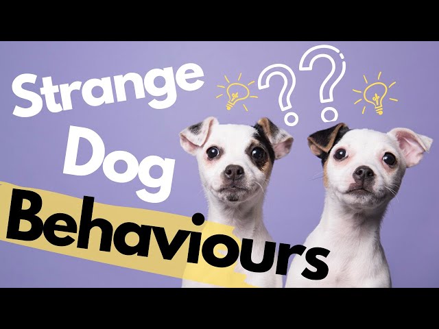 10 Strangest Dog Behaviors Explained: Understand Your Dog Better