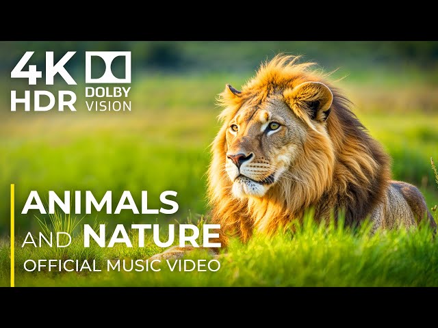 Wild Wonders of Nature 4K | 12K UHD WORLD (Official Music Video)