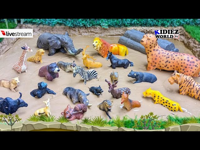 Discover the Hidden Skills of Forest Animals! | Animals Live Stream