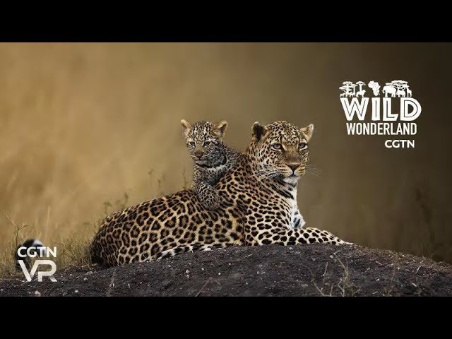 Leopard and Cubs Brent